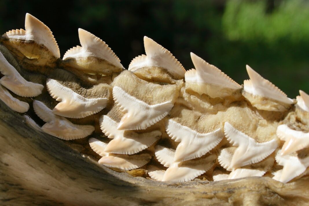 barbia dubla