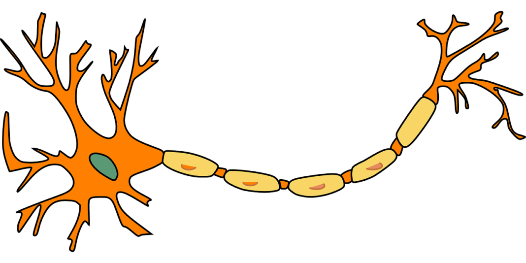 nervul ulnar
